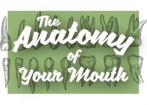 Oral-Anatomy